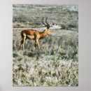 Zoek naar antilope posters Wild