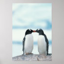 Zoek naar pinguïn liefde posters Dieren