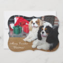 Zoek naar cavalier king charles spaniel briefkaarten Blenheim
