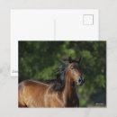 Zoek naar kwart paard briefkaarten Ras