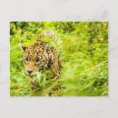 Zoek naar cheetah briefkaarten Wilde dieren