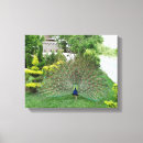 Zoek naar pauw kunst Mooi