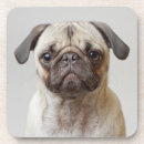 Zoek naar pug onderzetters Portret