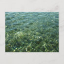 Zoek naar sea briefkaarten Natuur