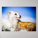 Zoek naar taxidermie posters Dood