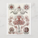 Zoek naar haeckel briefkaarten Ernst