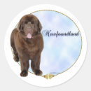 Zoek naar newfoundland stickers Hond