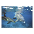 Zoek naar twee dolfijnen posters Ocean