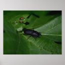 Zoek naar kevers posters Mestkever