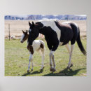 Zoek naar merrie posters Ranch