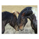 Zoek naar hengst posters Equine