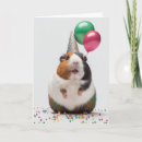 Zoek naar cavia kaarten Verjaardagskaart