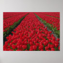 Zoek naar nederlandse posters Rood