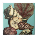 Zoek naar anemone tegels Stervis