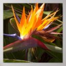 Zoek naar paradijsvogel posters Bloemen