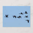 Zoek naar ganzen briefkaarten Vogel