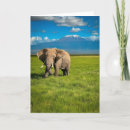 Zoek naar kruger briefkaarten Landschap