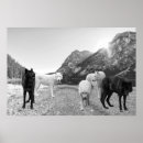 Zoek naar witte wolf kunst Afdrukken