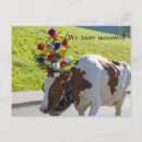 Zoek naar koe briefkaarten Bloem