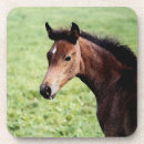 Zoek naar arabische onderzetters Arabisch paard