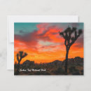 Zoek naar joshua tree national park briefkaarten Boom