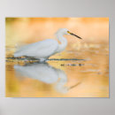 Zoek naar witte reiger posters Dier