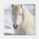 Zoek naar ijslandse paarden magneten Equus caballus