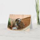 Zoek naar luiaard kaarten Dieren