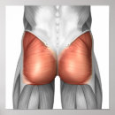 Zoek naar fysiologie posters Gluteus maximus