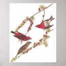 Zoek naar john james audubon posters Natuur