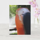 Zoek naar funny flamingo kaarten Humor