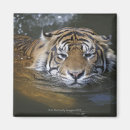 Zoek naar lichaamsdelen magneten Wilde dieren