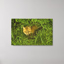 Zoek naar rode vos posters Horizontaal