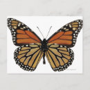 Zoek naar butterfly briefkaarten Vlinders