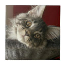 Zoek naar animal tegels Kitten