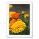 Zoek naar gele chrysanten posters Geel