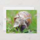 Zoek naar eet briefkaarten Wild