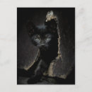 Zoek naar overeenkomst briefkaarten Katten