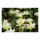 Zoek naar tulp schilderen posters Bloem