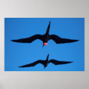 Zoek naar fregat posters Natuur