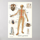 Zoek naar hart anatomie posters Bloedvaten