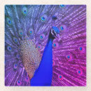 Zoek naar pauw onderzetters Kleurrijk