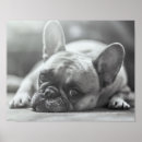 Zoek naar franse buldog kunst Honden