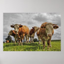 Zoek naar herd posters Landbouw