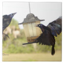 Zoek naar kraai tegels Raven