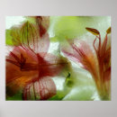 Zoek naar ijs posters Bloem