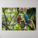 Zoek naar ara papegaai posters Tropische vogels