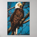 Zoek naar buizerd posters Wild