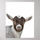 Zoek naar geiten posters Ieder kind