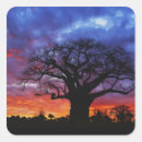 Zoek naar afrikaanse zonsondergang stickers Boom
